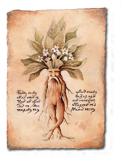 Mandragora